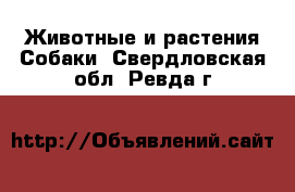 Животные и растения Собаки. Свердловская обл.,Ревда г.